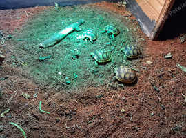 Baby Spur Thigh Tortoises for sale
