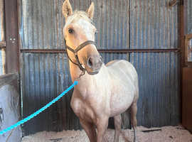 REDUCED Flash! Stunning yearling gelding to make 16hh
