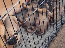 Big beautiful puppies