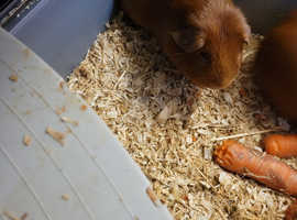 Two male guinea pigs for sale