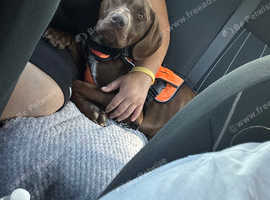 Male 9 month old German shorthaired pointer Pup
