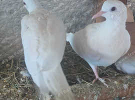 White Doves