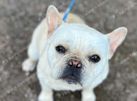 French bulldog