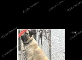 Rehome reco