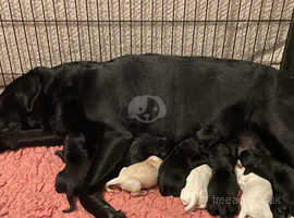 Extensively health tested Goldador puppies