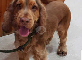 Cocker Spaniel Dogs And Puppies For Sale In Cornwall Freeads Pets