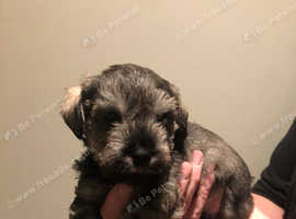 Boy puppy