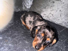 Miniature dachshund puppy for sale