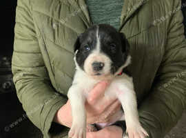 Border collie pups for sale.