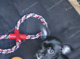 2 beautiful chorkie one boy one girl
