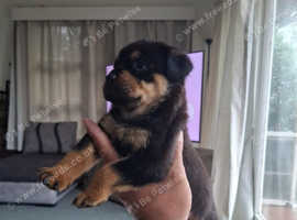 2 girls 9 weeks old Rottweilers