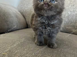 Smokey blue kittens