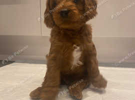 Red F1b Cavapoos ready end of may