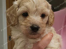 Health tested apricot maltipoo puppy
