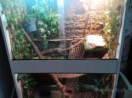 Chinese water dragon and 5ft x 3ft vivarium