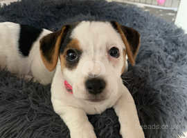 Traditional Tri Colour Mini Jack Russell Girl in Keyingham on Freeads ...