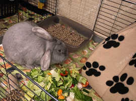 Female rabbit