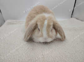 Pure breed mini lop