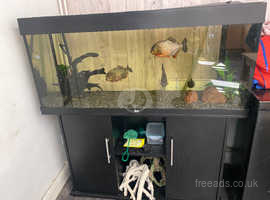 4ft fish tank and three piranhas