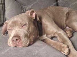 Weimaraner