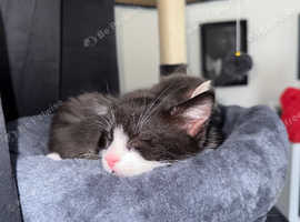 8 week old kitten (male)