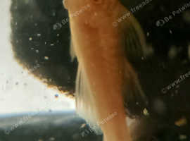Bristle nose plecos for sale