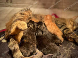 4 Happy Healthy Kittens For Sale