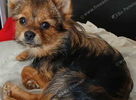 Yorkshire Terrier cross Pomeranian puppy