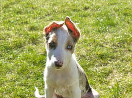 Red merle border collie puppy