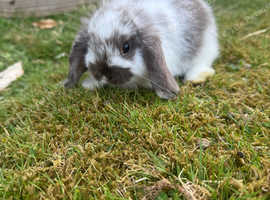 Rabbit