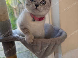British short hair mixed Chinchilla kitten