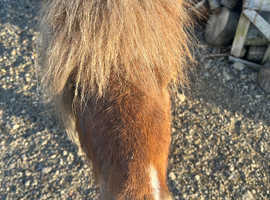 Stunning Registered SBSPS Shetland who is your little best friend!!