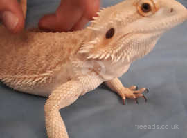 Female Bearded Dragon - (Rescue for Rehoming)