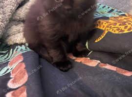 Black little girl ready now