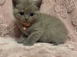British shorthair