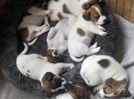 JACK RUSSELL PUPS READY 2 WEEKS