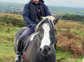 Looking to help out at local stables