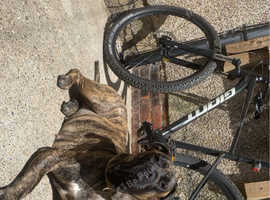 Presa canario