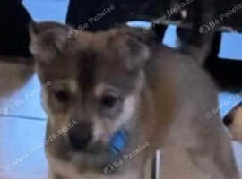 Saarloos Gorgeous Wolfalike Puppies