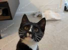 Very good kitten