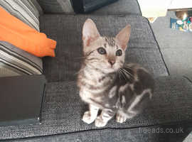 Buy bengal kitten near hot sale me