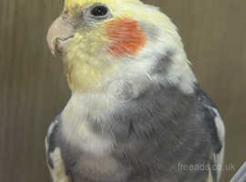 Baby male cockatiel for sale