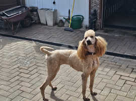 5 year old beautiful poodle female