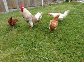 Cockrell and 3 hens