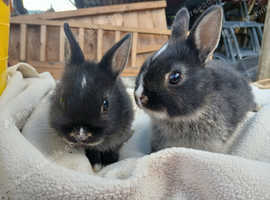 Baby Netherland dwarf rabbits