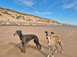 Two beautiful Whippet boys for sale