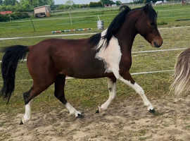 Flika