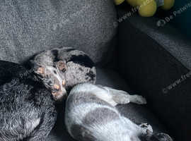 Australian cattle x lab pup