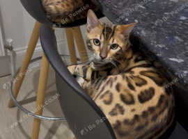 Bengal x Egyptian 4 female kittens