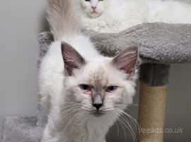 Lovely Male and female  cats
